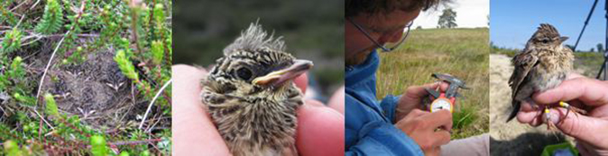 Skylark research