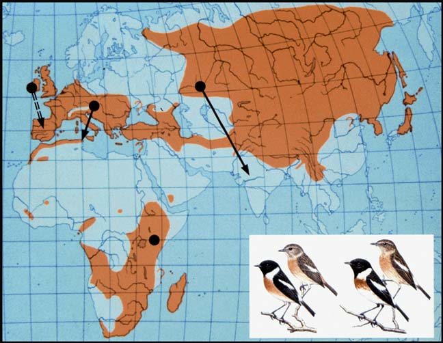 Migratory strategies of Stonechats breeding in Kazachstan, Central Europe, Ireland, and Kenya.