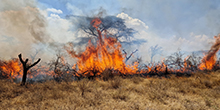 Serengeti - Sustainable landscape research