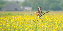 Black-tailed godwit landscape (photo: Ilse Hooijmeijer)