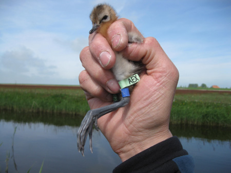 Black-tailed godwit chick with code-flag (photo: Jos Hooijmeijer)