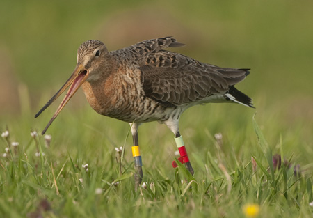 Adult black-tailed godwit with color rings (photo: Astrid Kant)