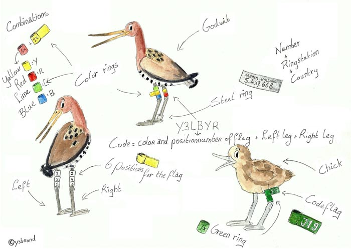 Color ring scheme black-tailed godwit (design Ysbrand Galama)