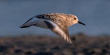 Red knot