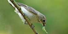 Pied flycatcher