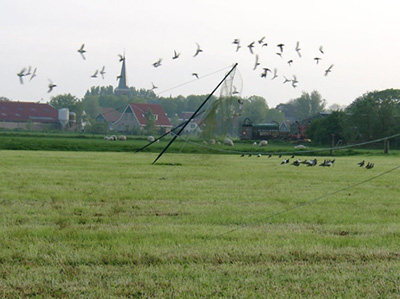 Het vangen van kemphanen met een wilsternet (foto: Jan Wijmenga)