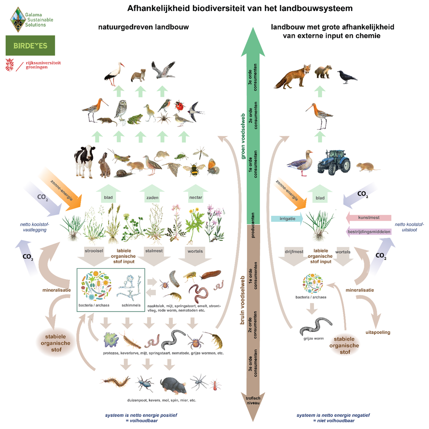 Schematic representation of a food web in an ecosystem-driven dairy farm (left) and an input-driven dairy farm (right), currently the most common farm type. (Updated figure adapted from Onrust et al. (2019) by Oane Galama)