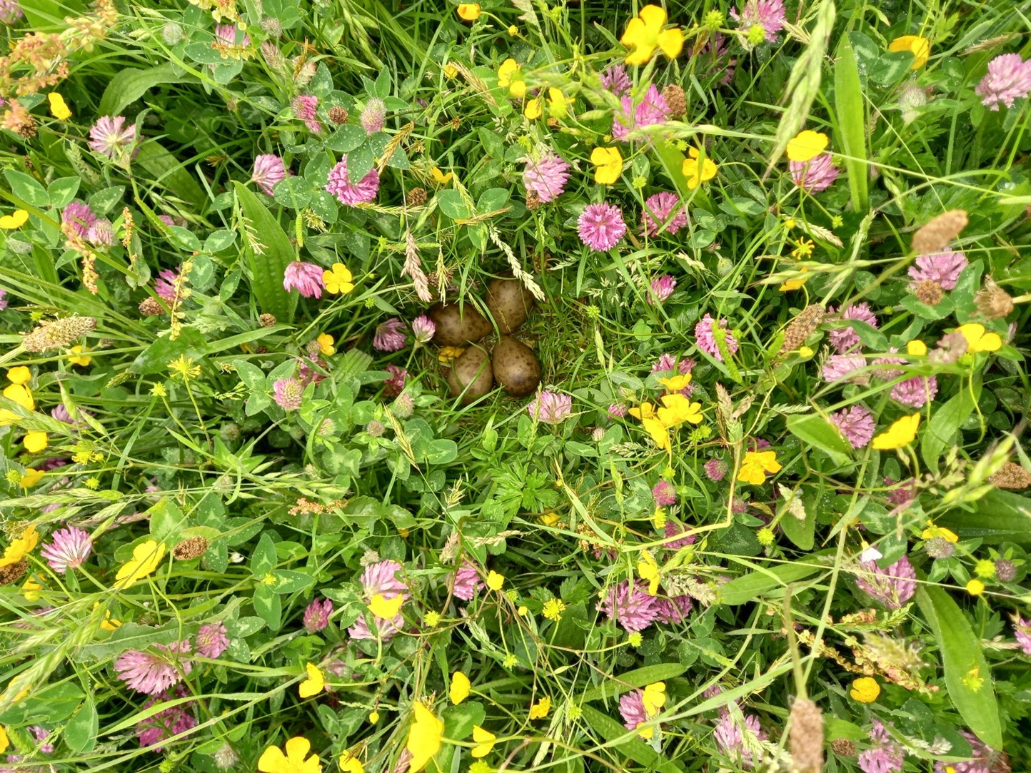 You won’t find one more beautiful than this! A Black-tailed Godwit nest in herb-rich grassland (photo: Rienk Fokkema).