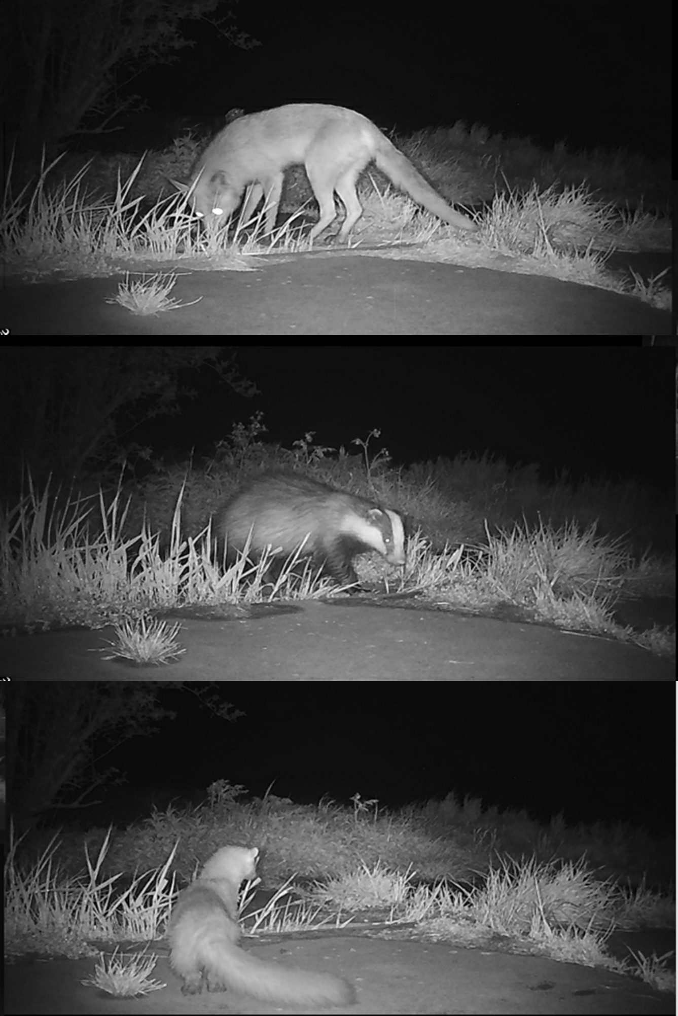 The use of camera traps provides a clear picture of ground predators present. From top to bottom: red fox, badger, polecat (photo: Rienk Fokkema).