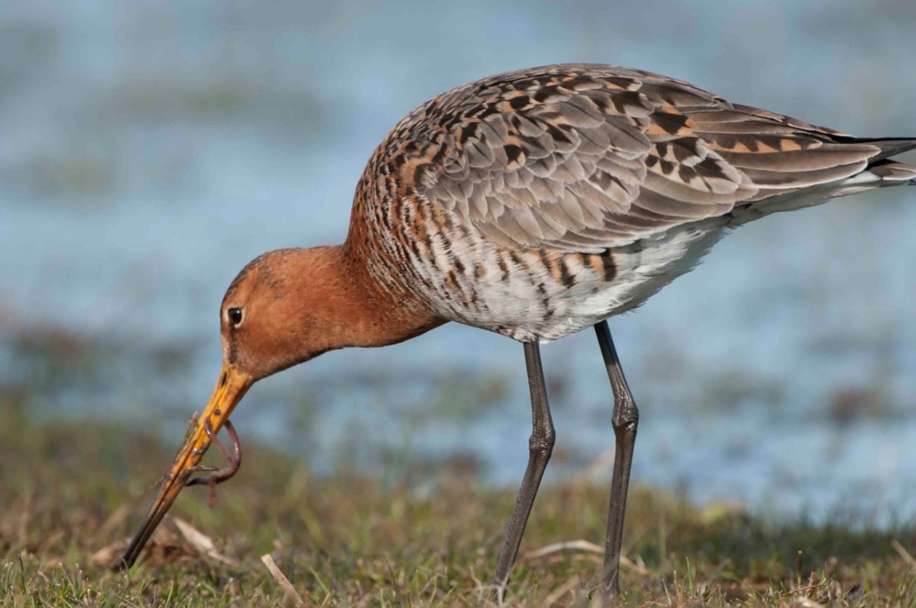 Earthworms are a staple food for Black-tailed Godwits during the breeding season (photo: Astrid Kant).