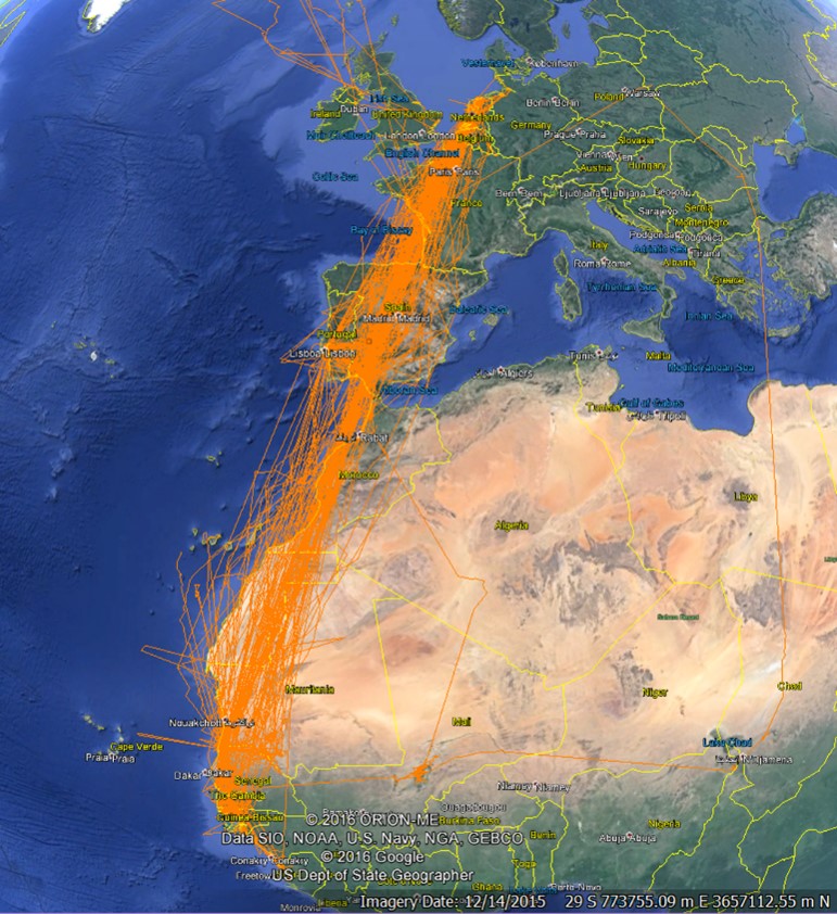 Tagged Black-tailed Godwits reveal their migration routes and preferred habitats, from the Netherlands to Guinea-Bissau.
