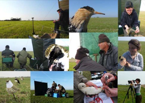 In the Ruff research, wilsternetters play an indispensable role.