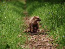 Predator behaviour in Białowieza National Park, Poland