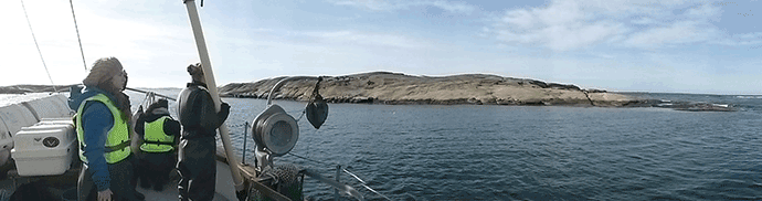 Deep sublittoral, Gullmar fjord, Sweden