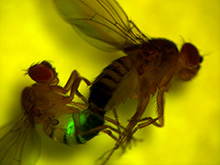 Drosophila mating