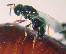 Parasitoid wasp