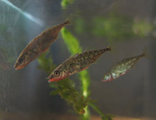 Sticklebacks