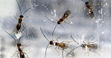 Parasitic wasps