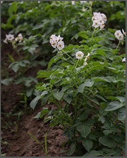 Potato field