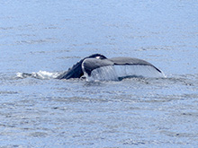 Humpback whale