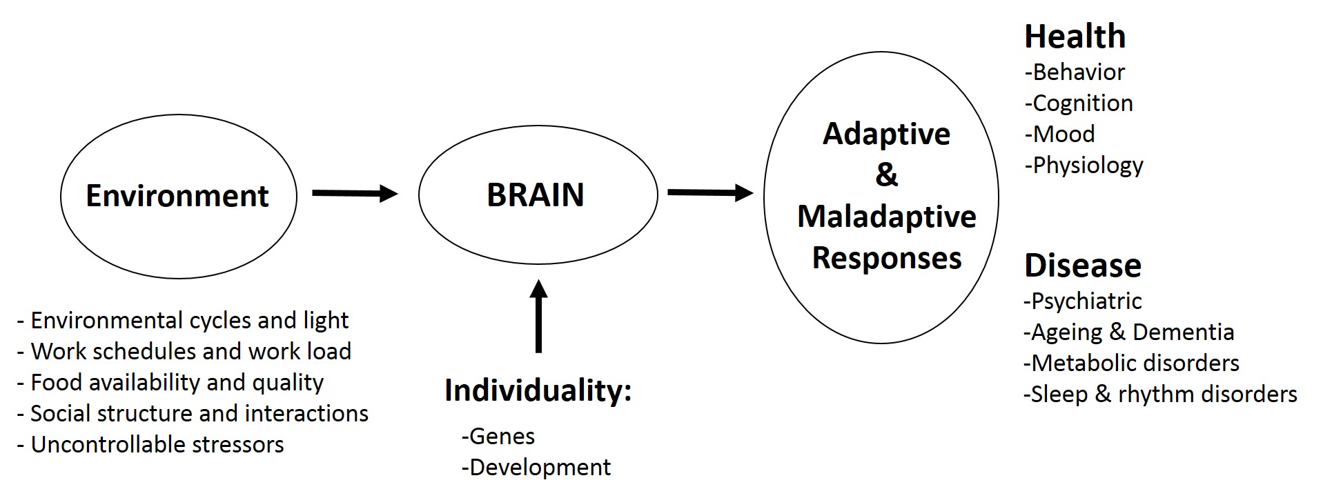 GELIFES Neurobiology