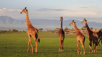 Savannah with giraffes