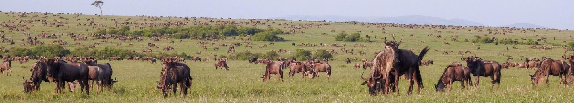 Savannah with wildebeast