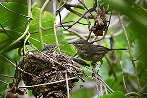 Seychelles warbler, photo Charli Davies