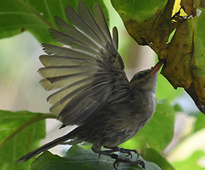 Seychelles warbler, photo Charli Davies