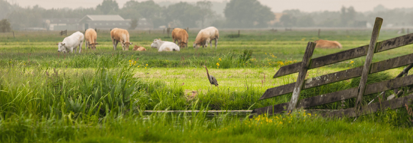 Nature inclusive pasture