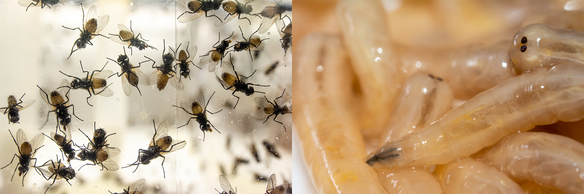 Flies and larvae, photos Yavanna Aartsma