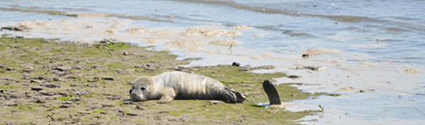 Seal pup