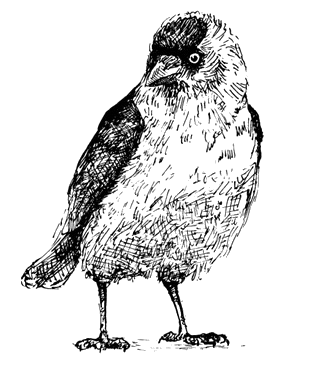 Jackdaw