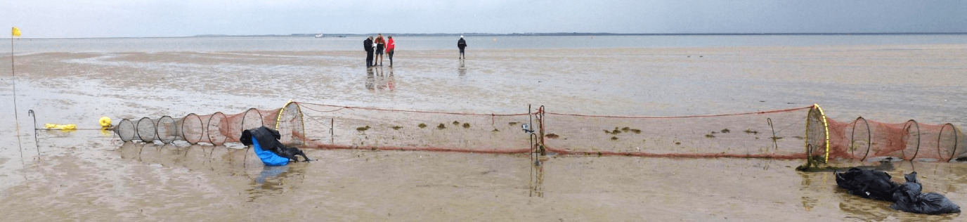 Wadden Sea research