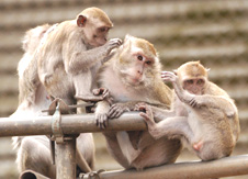 Macaques ©Karlijn Gosselt-Gielen