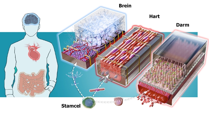 Figure from https://www.lumc.nl/over-het-lumc/nieuws/2017/mei/bijna-19-miljoen-organs-on-chips/