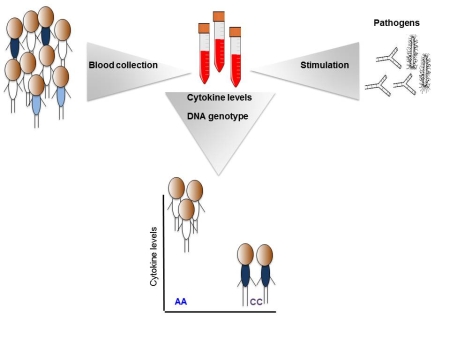 Schematic overview of the study into the response of immune cells to stimulation with varied pathogens