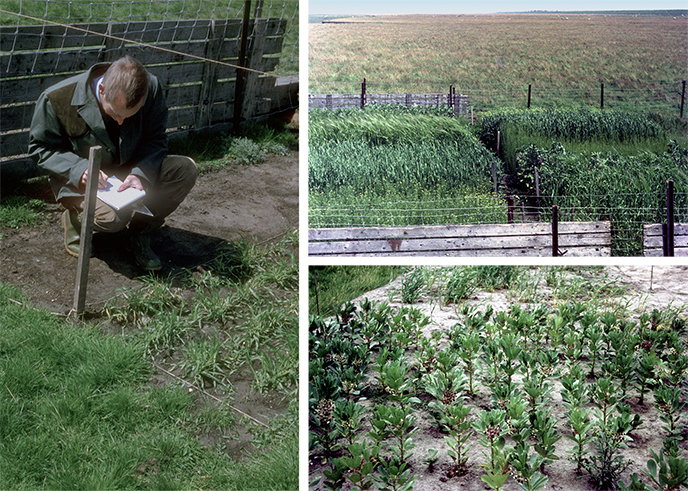 To the left: Sytze Bottema making notes in the field Top right: Experimental plots with a variety of crops on the Groningen salt marshes. Bottom right: Fava beans flowering on the marsh. Bottom right: Fava beans flowering on the marsh.