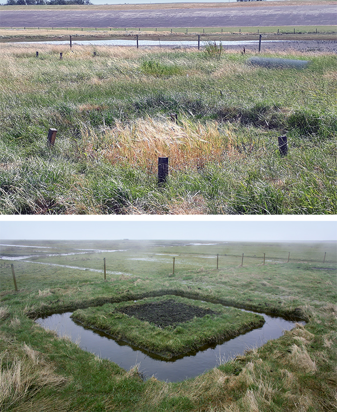 Agricultural experiments in the moderately protected salt marsh: a continuation after almost 40 years.