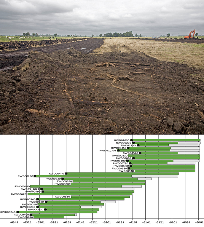 Top: distribution pattern of pine stumps in the Stobbenven in a surface cleared by the Cultural Heritage Agency of the Netherlands. Bottom: bar chart of the dendrologically dated pines of Roderwolde arranged according to age of the youngest preserved growth ring and the date of death (in the presence of the outer growth ring or bark). The black round circle means that the tree's youngest growth phase is present. The green part of each rod represents growth rings of the heartwood, the white part for growth rings of the observed sapwood. The numbers on the horizontal axis are the dates for Chr.