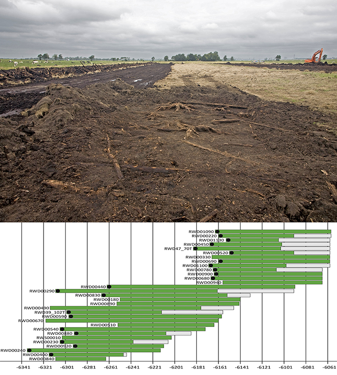 Boven: verspreidingspatroon van dennenstobben in het Stobbenven in een door de Rijksdienst voor Cultureel Erfgoed geschoond vlak. Onder: staafdiagram van de dendrologisch gedateerde dennen van Roderwolde gerangschikt naar ouderdom van de jongste geconserveerde groeiring en de sterfdatum (bij aanwezigheid van de buitenste groeiring of bast). De zwarte ronde cirkel betekent dat de jongste groeifase van de boom aanwezig is. Het groene deel van elke staaf staat voor jaarringen van het kernhout, het witte deel voor jaarringen van het waargenomen spinthout. De getallen op de horizontale as zijn de dateringen voor Chr.