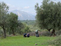 Survey at Ayios Vasilios