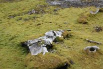 Whaling Remains Spitsbergen