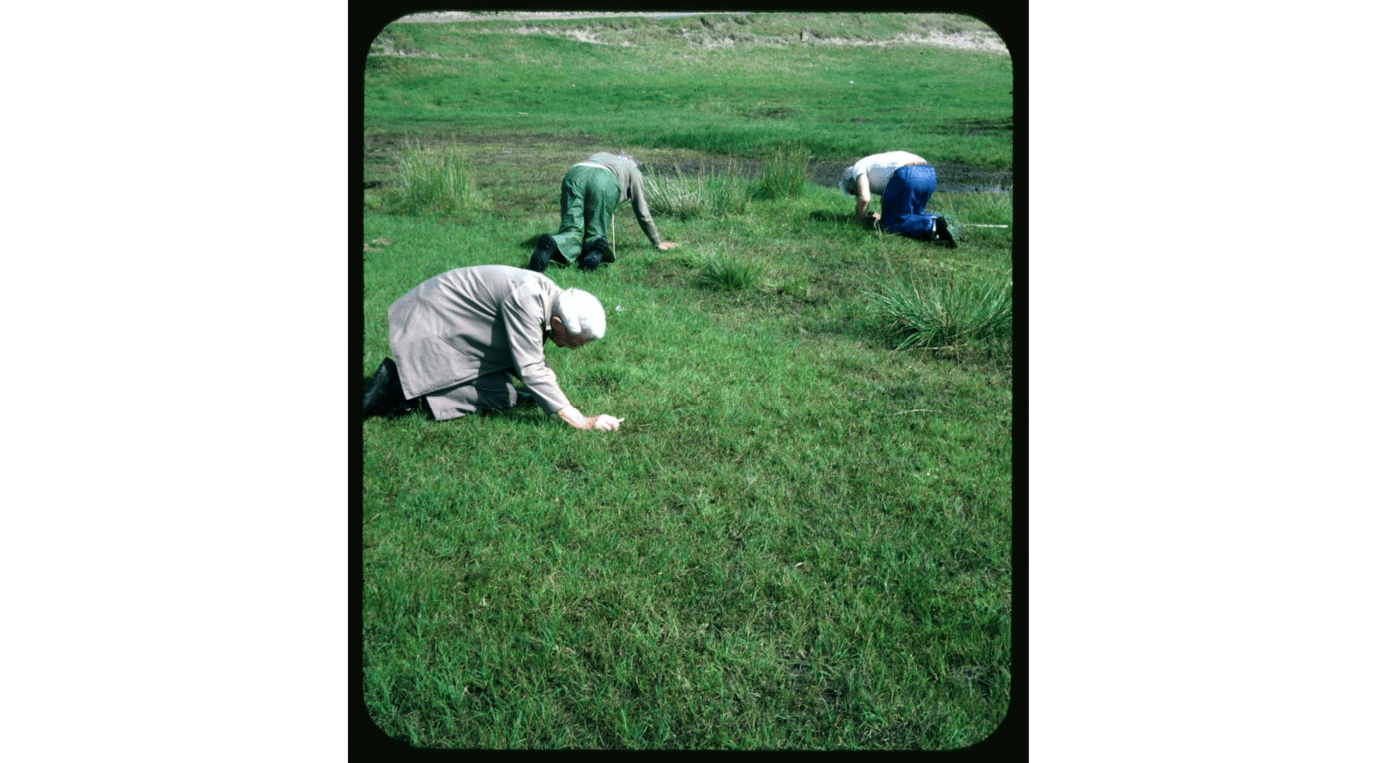 A color photograph of three persons on their knees in a field of grass, two facing away from the samera, seemingly looking for or at something on the ground.