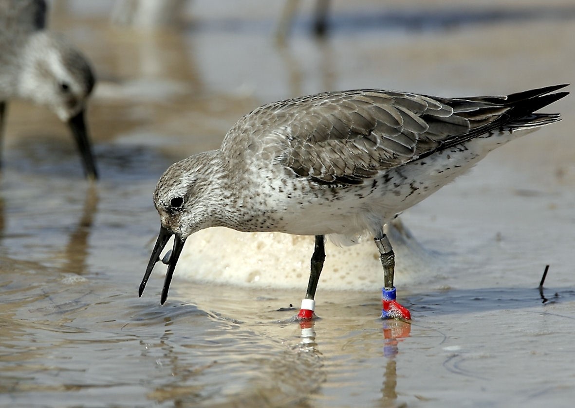 Red knot