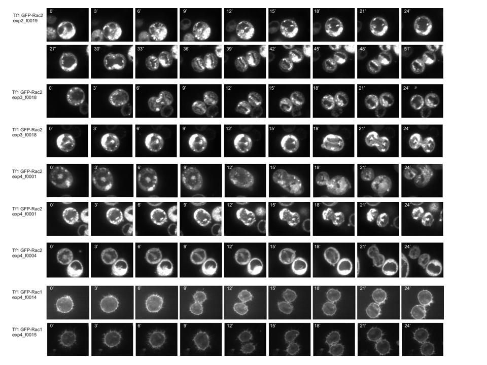 Figure 4. Time-lapse confocal images of Rac1-GFP and RAC2-GFP in dividing hematopoietic progenitor cells.