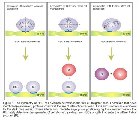 symmetry of HSC division
