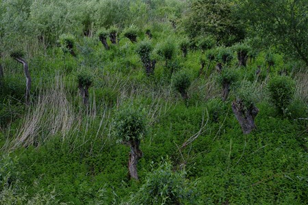 Een griend in het Natura 2000 gebied Lingegebied – Diefdijk Zuid bij Spijk in Gelderland 27 mei 2022
