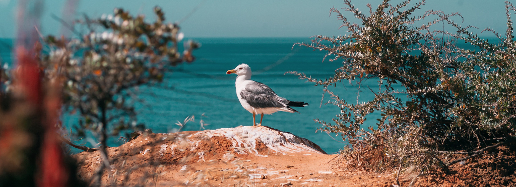 Seagull Photo: Daniël Houben