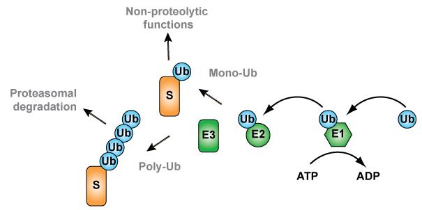 Figure 2. The ubiquitination cascade. Attachment of the 8 kDa protein ubiquitin (Ub) to a substrate protein (S) is an ATP dependent process, requiring three distinct enzymes. First, the ubiquitin activating enzyme (E1) activates ubiquitin. Next, the activated ubiquitin is transferred to the active site cysteine residue of an ubiquitin conjugating enzyme (E2). Finally, an ubiquitin ligase (E3) allows conjugation of ubiquitin to the substrate. The attachment of less than four ubiquitins, often referred to as mono-ubiquitination, is usually for non-proteolytic functions. However, the ubiquitin attached to the substrate can itself become a substrate for ubiquitination, resulting in the formation of ubiquitin chains (referred to as poly-ubiquitination). Such a Ub chain can target substrates for proteasomal degradation. For further reading, see (Streich and Lima, 2014).